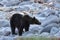 Ussuri brown bear Ursus arctos lasiotus. Shiretoko National Park. Shiretoko Peninsula. Hokkaido. Japan