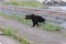 Ussuri brown bear Ursus arctos lasiotus. Shiretoko National Park. Shiretoko Peninsula. Hokkaido. Japan