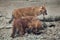 Ussuri dhole Cuon alpinus alpinus