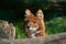 Ussuri dhole (Cuon alpinus alpinus).