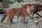 Ussuri dhole Cuon alpinus alpinus