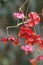 Ussuri Spindle, Euonymus macropterus, four-winged dark red fruit