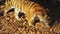 Ussuri tiger looks for something in dried leaves in Primorsky Safari park,Russia