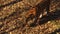 Ussuri tiger looks for something in dried leaves in Primorsky Safari park,Russia