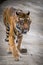 Ussuri tiger portrait from the zoo