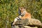 Ussurian Tiger Lying on Rock