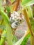 Ustilago sporangia on corn