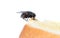 The usual black insect fly sits and eats food: watermelon, bread, honey, pie