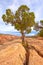 Utah Juniper Growing out from the Rocks