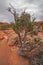 Utah Juniper near Upheaval Dome, Canyonlands.