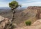 Utah Juniper Tree and Canyon at Canyonlands in Utah