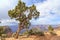 Utah Juniper Tree in Grand Canyon NP