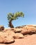 Utah Juniper on the West Rim Trail, Dead Horse State Park, UT