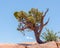 Utah Juniper on the West Rim Trail, Dead Horse State Park, UT