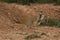 Utah Prairie Dog