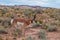 Utah Pronghorn American Antelope - Antilocapra americana