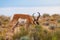 Utah Pronghorn American Antelope - Antilocapra americana