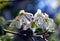 Utah Serviceberry flowers, Amelanchier utahensis