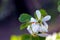 Utah Serviceberry flowers, Amelanchier utahensis