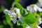 Utah Serviceberry flowers, Amelanchier utahensis