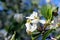 Utah Serviceberry flowers, Amelanchier utahensis