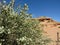 Utah Serviceberry shrub at The Arch National Park, Utah, USA