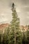 Utah - Towering Pine Tree