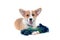 Ute corgi puppy with rope