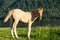 Ð¡ute foal grazing on lakeshore. Young horse is pasture on lawn lakeside