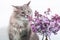 Ð¡ute funny woolly fluffy grey tabby cat sniffs purple lilac flowers in a glass bottle on a light background. Concept for a spring