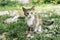 Ð¡ute homeless wild cats on street -  spotted cat in the foreground and red in the background