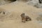 Ð¡ute little squirrel in the sand