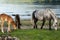 Ð¡ute mare with foal grazing on lakeshore. Horses are pasture on lawn lakeside