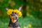 Ð¡ute puppy, a dog in a wreath of spring flowers on a natural ba