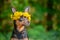 Ð¡ute puppy, a dog in a wreath of spring flowers on a natural ba