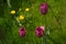 Ð¡ute purple tulips growing in a meadow