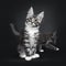 Ute silver black tabby Maine Coon cat kitten with photo bomb on black background