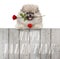 Ute smiling pomeranian spitz puppy dog with red heart and rose, and text happy valentine, hanging with paws on wooden fence