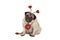 Ute Valentines day pug puppy dog, sitting down, wearing hearts diadem