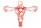 Uterine fibroids Female leiomyomas reproductive system uterus. Front view. Human anatomy medical illustration isolated