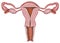 The uterus