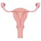 Uterus Anatomy