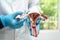 Uterus, doctor holding anatomy model for study diagnosis and treatment in hospital