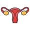 Uterus, female gynecology concept.