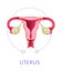 Uterus female reproductive organ isolated icon anatomy