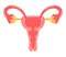 Uterus icon vector. Internal woman organ. World menopause day, endometriosis illustration