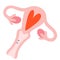 Uterus illustration, menstruation cycle, cute doodle art, hand drawn colored illustration of women's reproductive