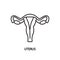 Uterus line icon. Vector illustration female reproductive organ