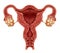 Uterus And Ovaries