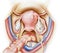 Uterus and Ovaries